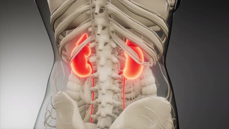 medically-accurate-illustration-of-the-kidneys